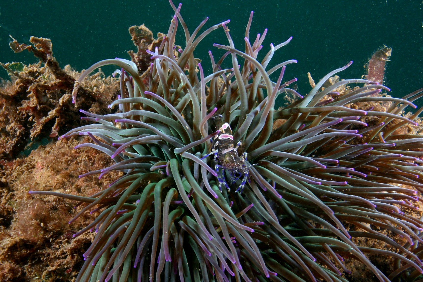 2007, Centre for Marine and Coastal Studies Ltd., Burbo Bank, Intertidal Biotope Surveys